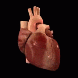 Stethoscope GIF